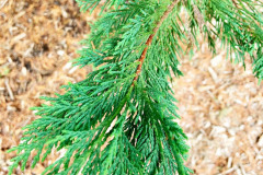 122_Leyland-Cypress_Foliage_Updated-photo-2020