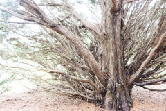 122_Leyland-Cypress_Trunk_-Updated-photo-20201