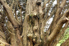 122_Leyland-Cypress_Trunk_Updated-photo-2020