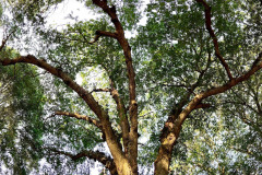 087_Laurel-Oak_Canopy_Updated-photo-2020