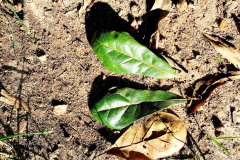 087_Laurel-Oak_Foliage_Updated-photo-2020