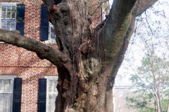 087_Laurel-Oak_Trunk_Original-photo