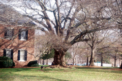 087_Laurel-Oak_Whole-tree_Original-photo