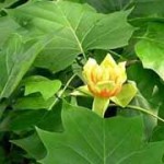 tulip poplar leaves2