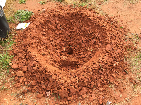  Augered holes with TreesCharlotte, proper planting techniques