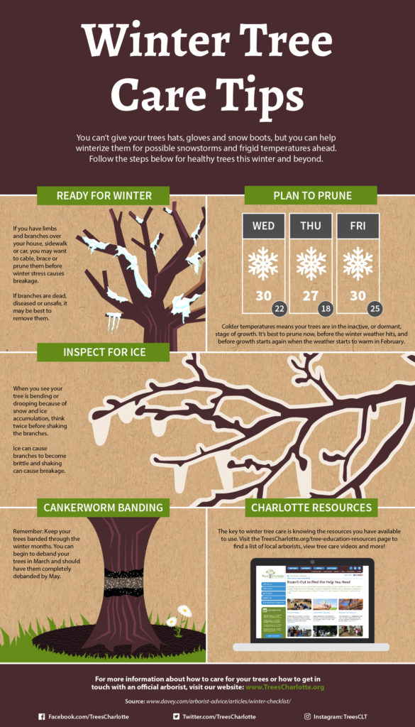 winter-tree-care-infographic_forweb-01