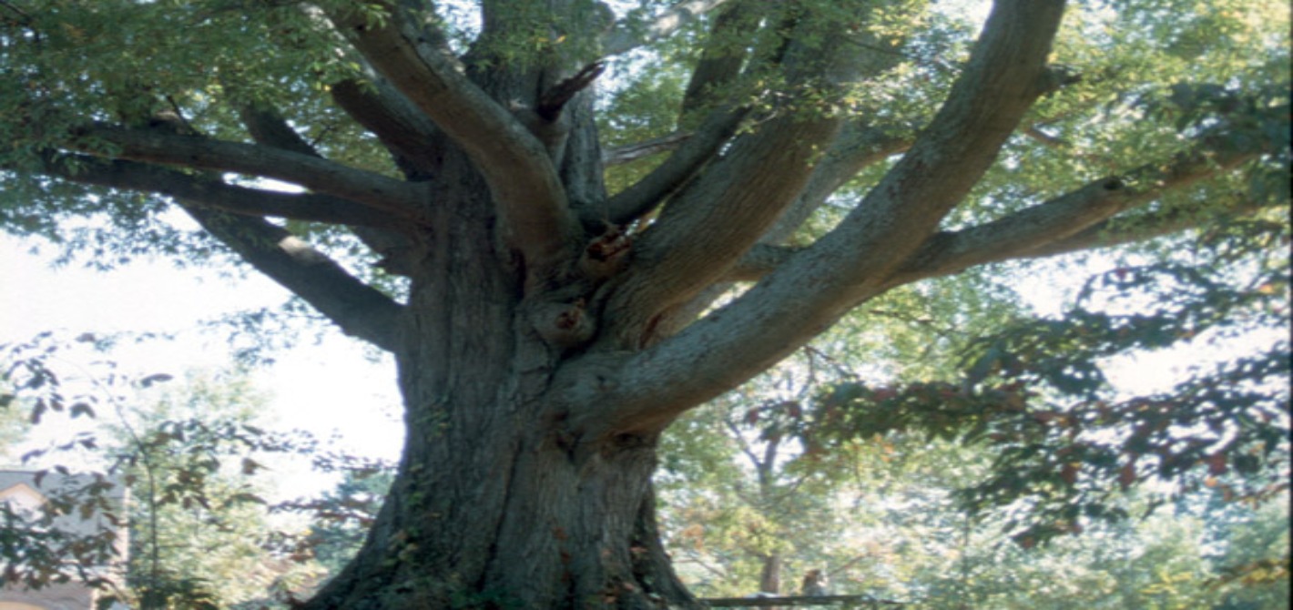 008_Willow Oak_Cover photo