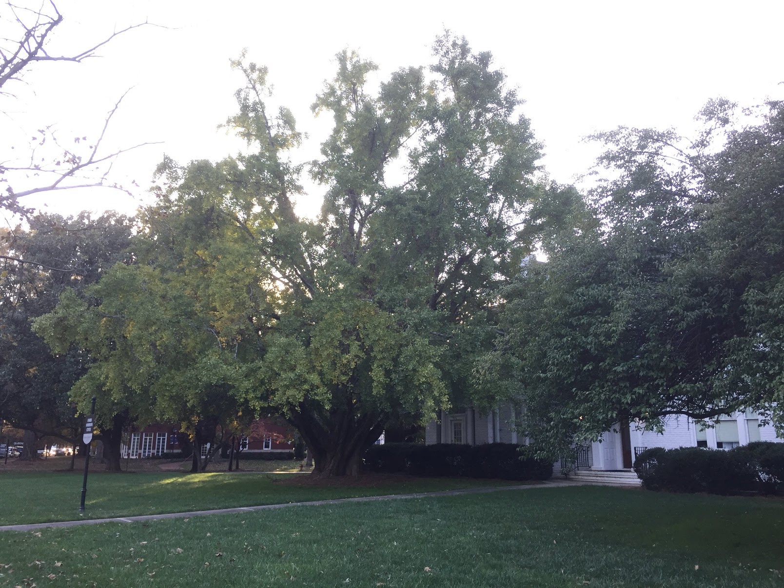 054_Ginkgo Tree_Entire tree_Updated photo 2019