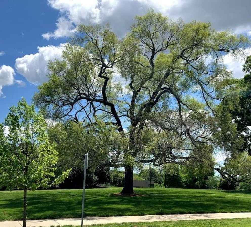 American Elm (1)