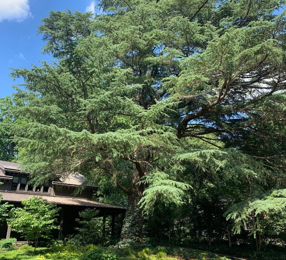 Deodar Cedar