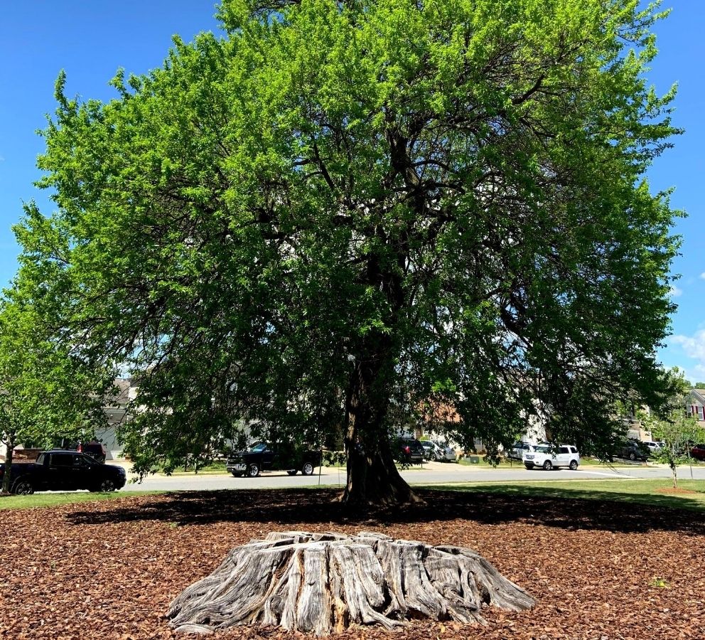 Osage Orange