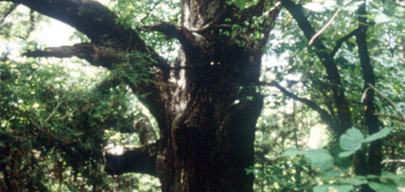 065_ Southern Red Oak