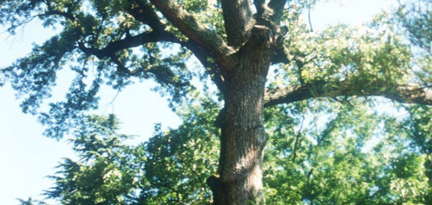 079 Southern Red Oak