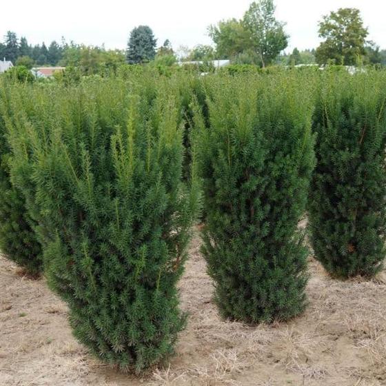 japanese yew