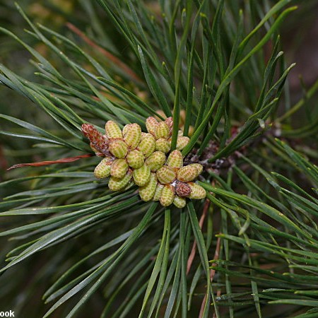 virgina pine