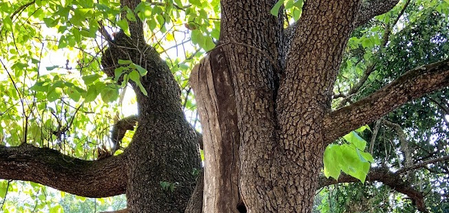 southern catalpa