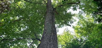 yellow poplar