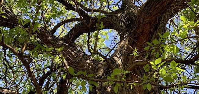 osage orange