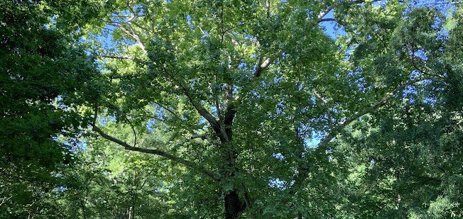 american sycamore