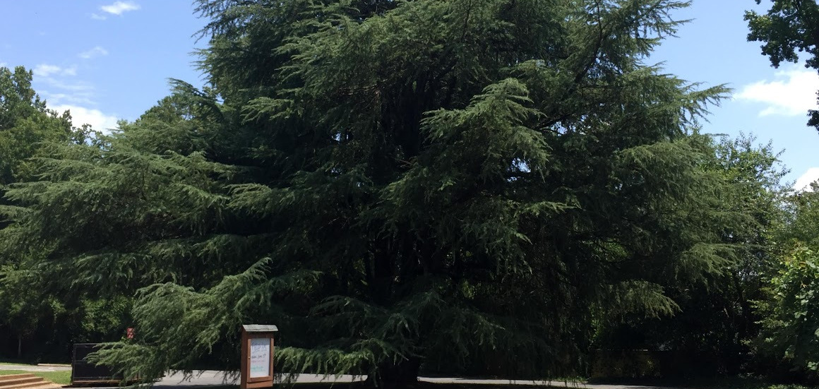 deodar cedar